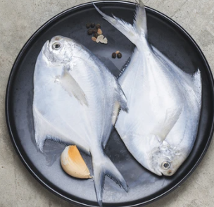 White Pomfret