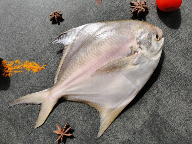 Silver Pomfret