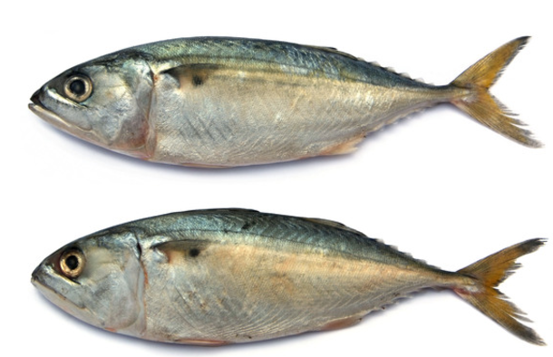 Mackerel Fish